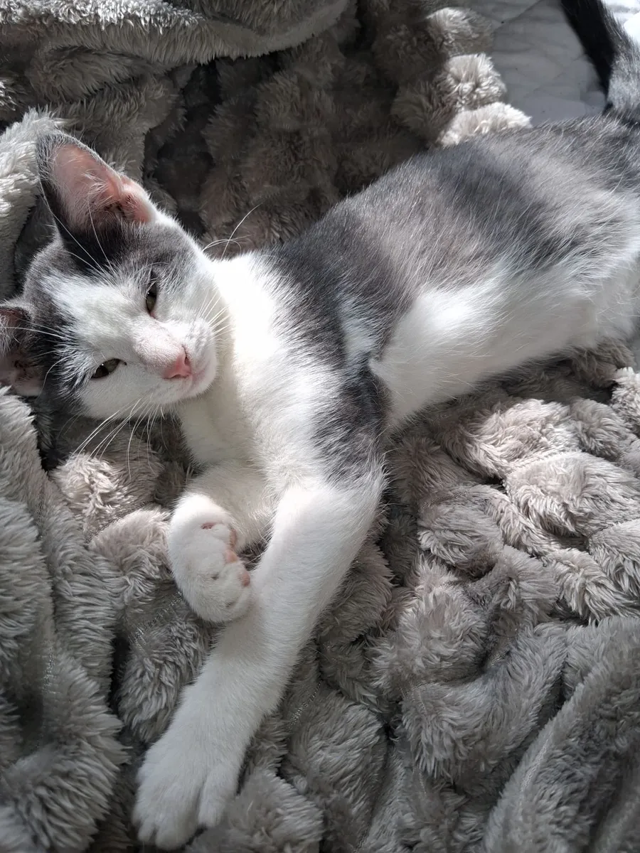 Kittens for good home - Image 3