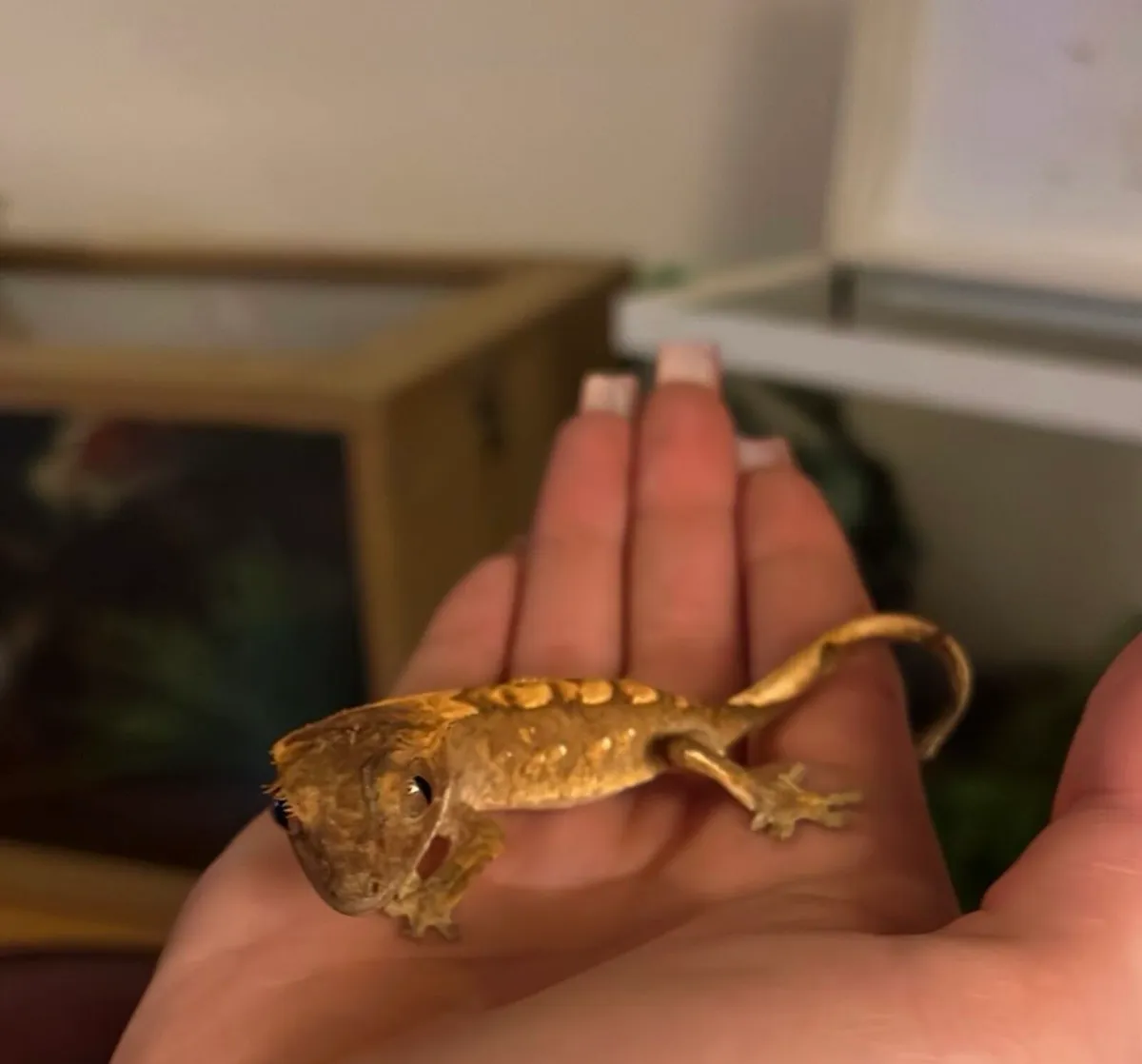 Crested Gecko - Image 1