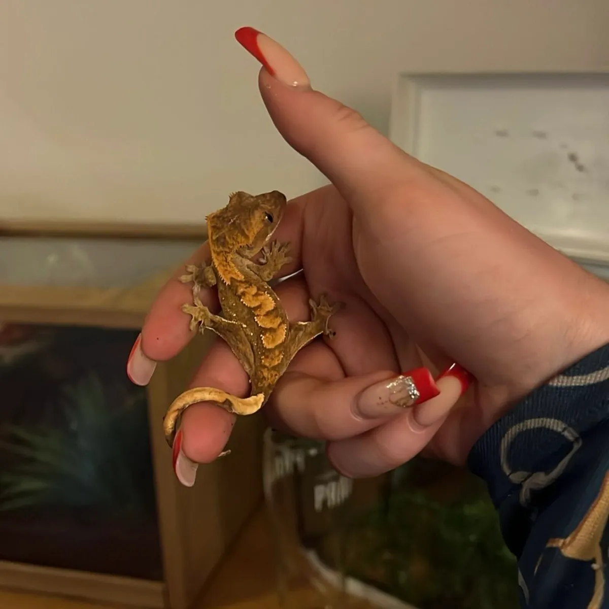 Crested Gecko - Image 2