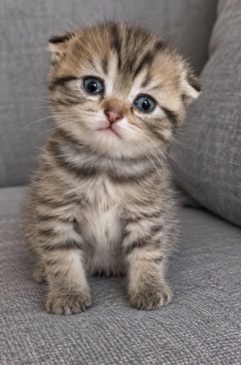 Scottish fold and straight - Image 2