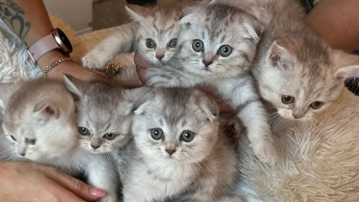Scottish fold and straight - Image 3