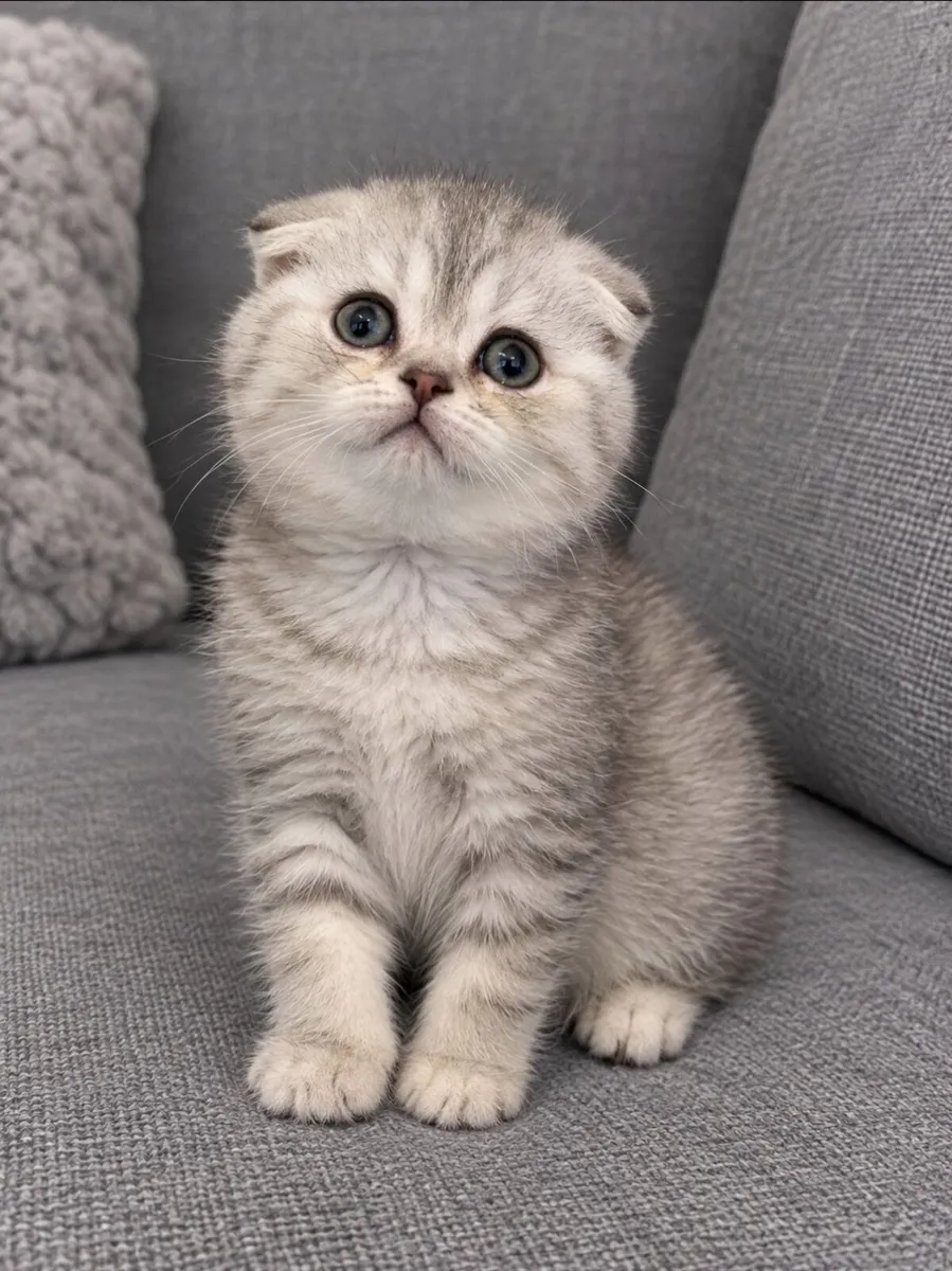 Scottish fold and straight - Image 4