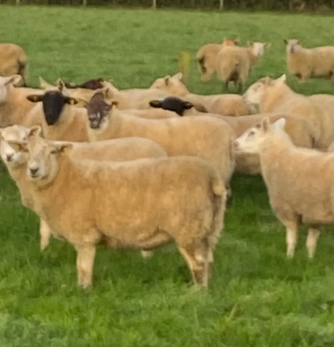 Hoggets - Image 2