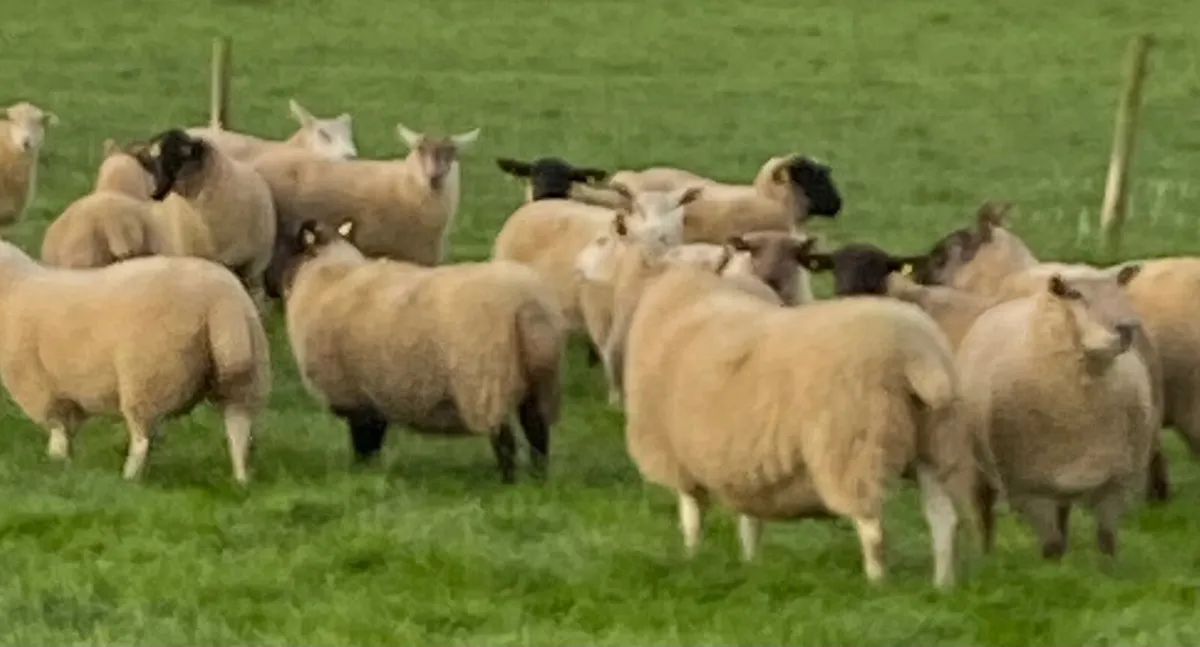 Hoggets - Image 3