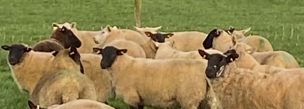 Hoggets - Image 4