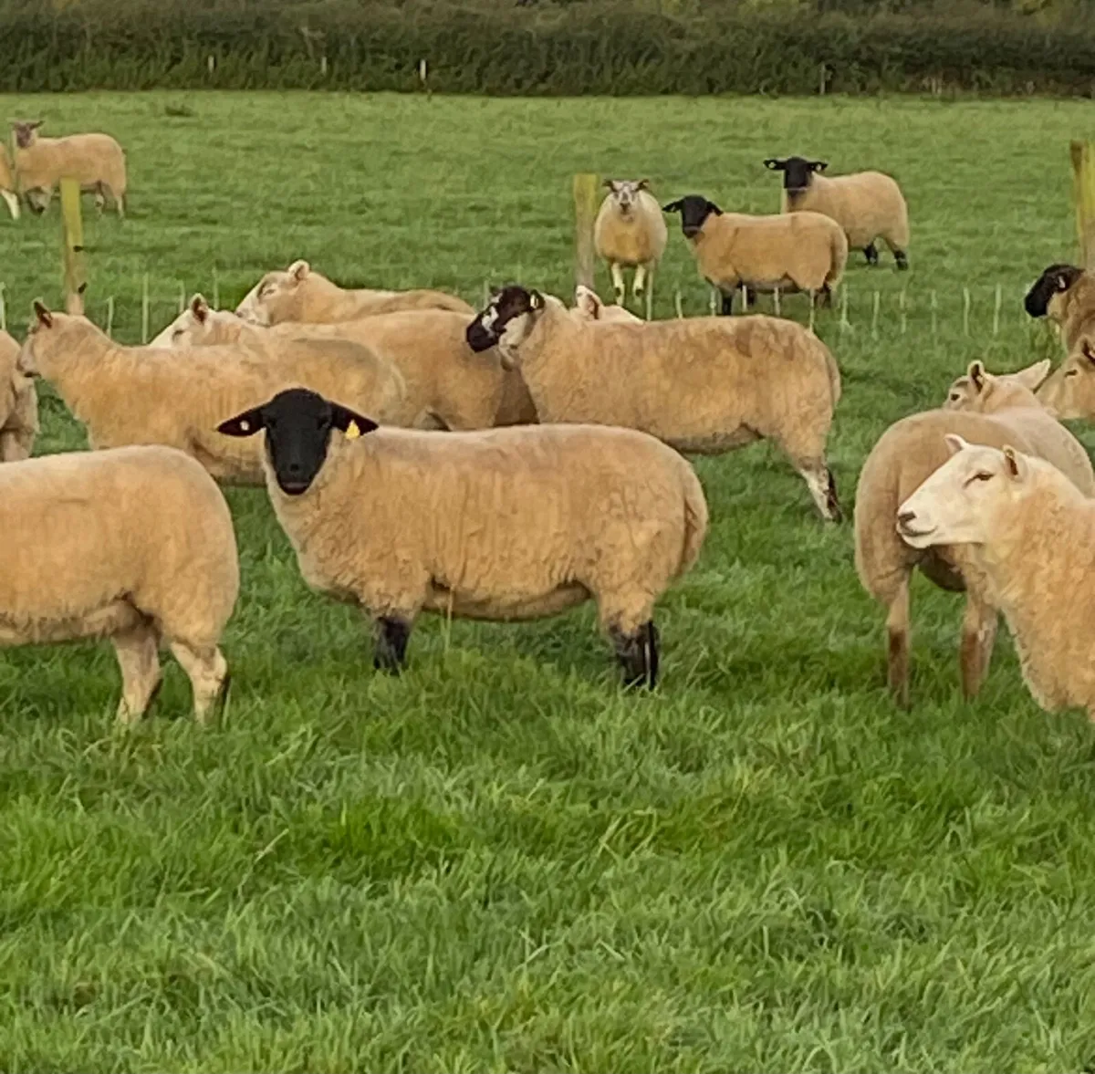 Hoggets - Image 1