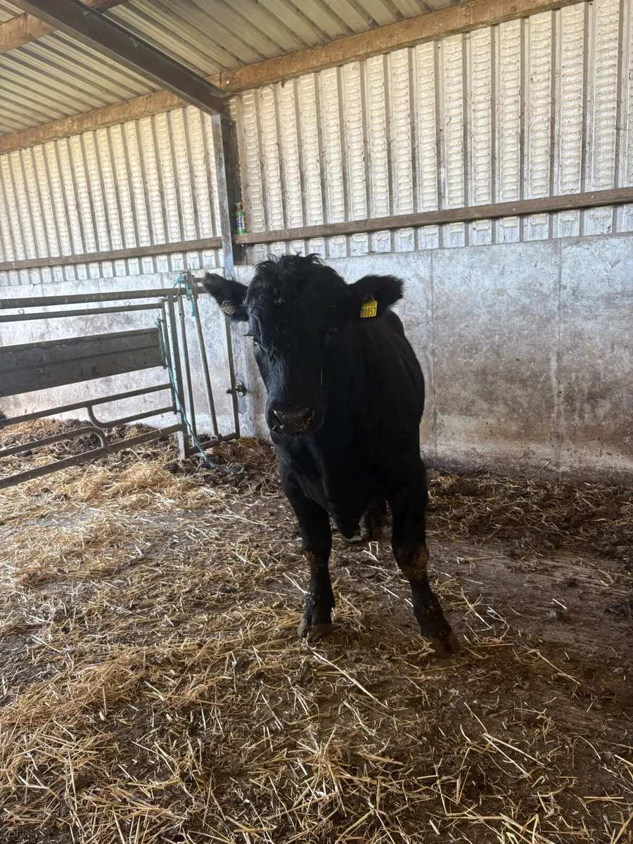 Pedigree Registered  Angus Bull - Image 2