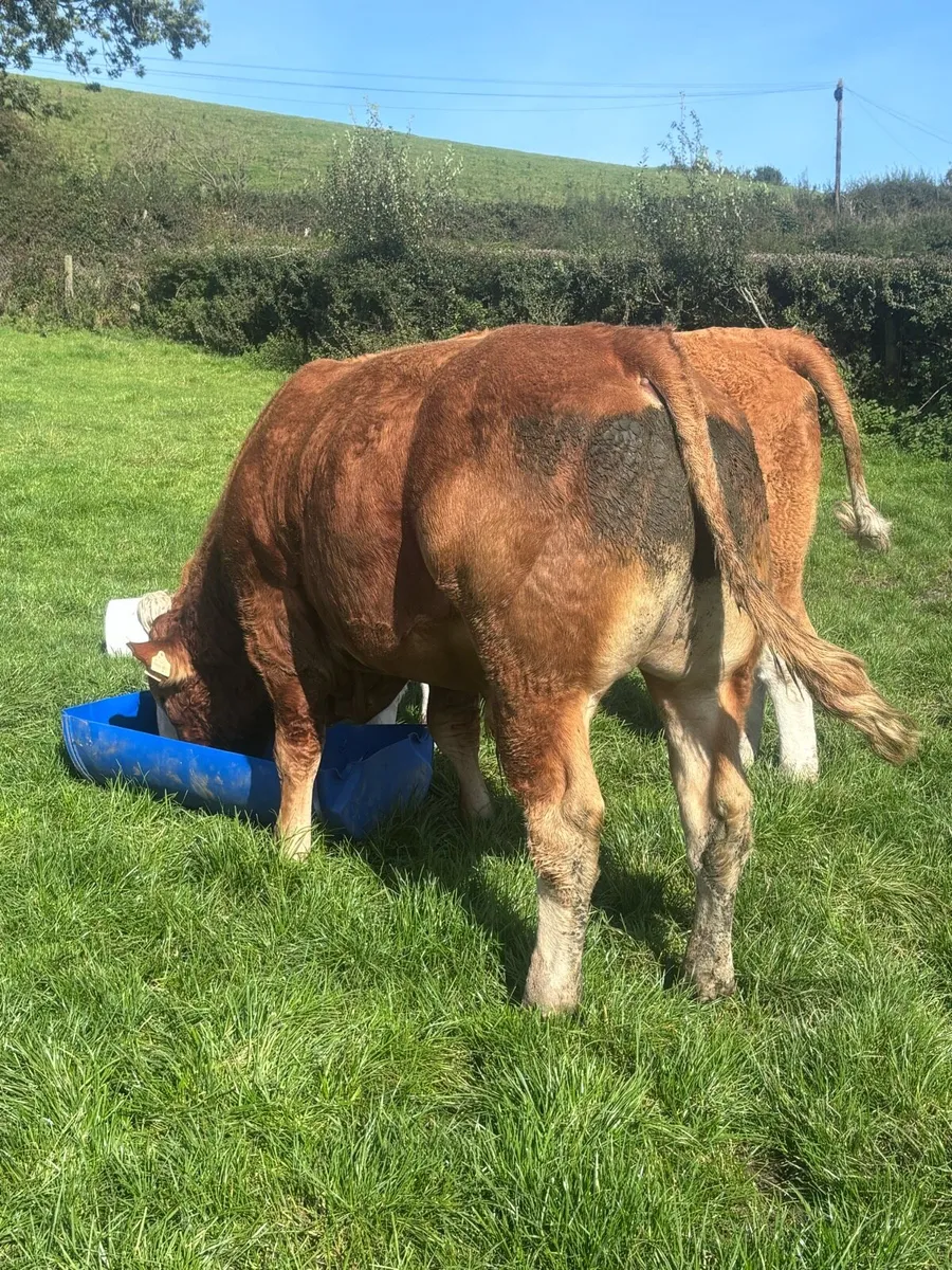 4* PBR Limousin Bull - Image 2