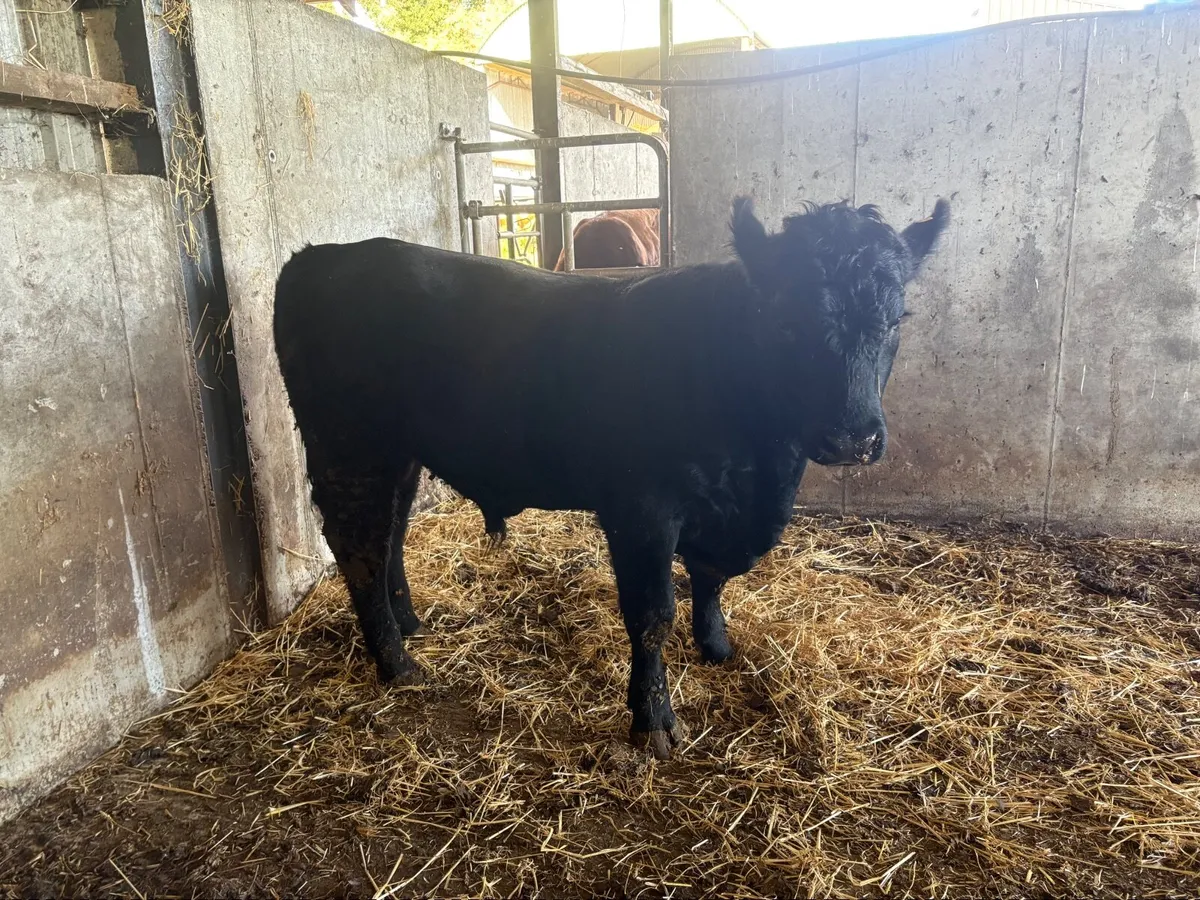 Pedigree Registered  Angus Bull - Image 3