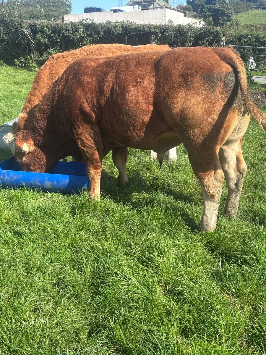 4* PBR Limousin Bull - Image 3