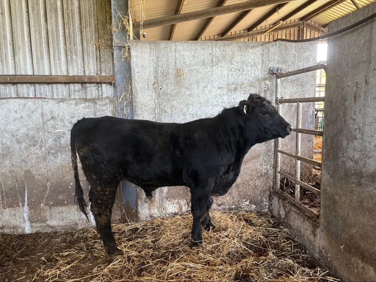 Pedigree Registered  Angus Bull - Image 1