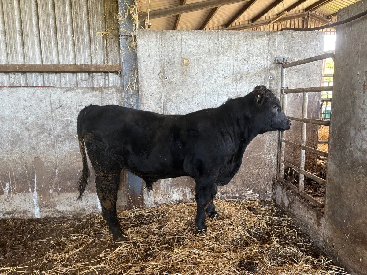 Pedigree Registered  Angus Bull - Image 4