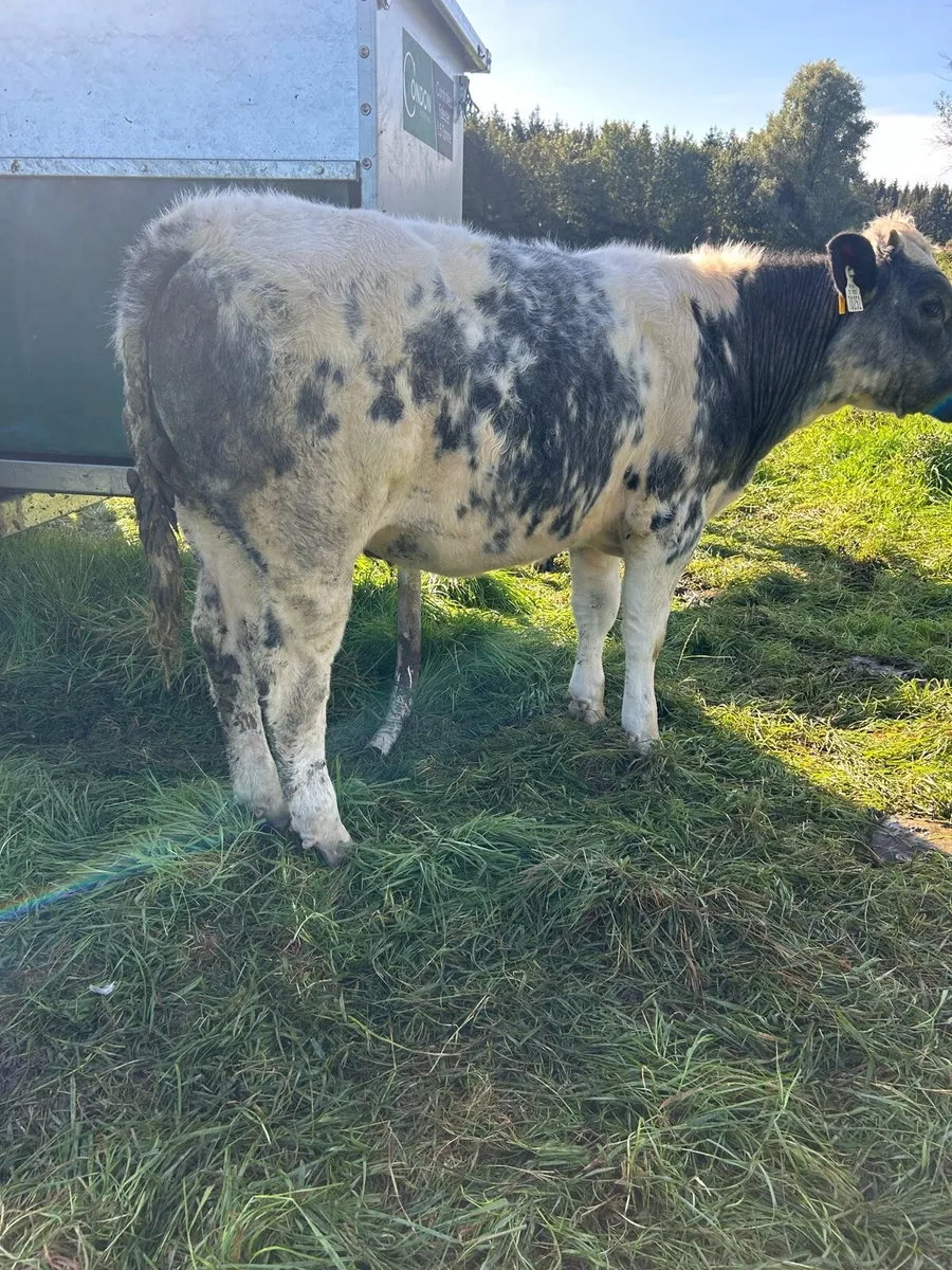 Belgium Blue Heifers - Image 4