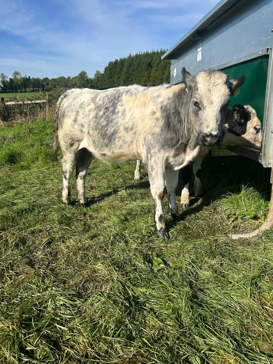 Belgium Blue Heifers - Image 1