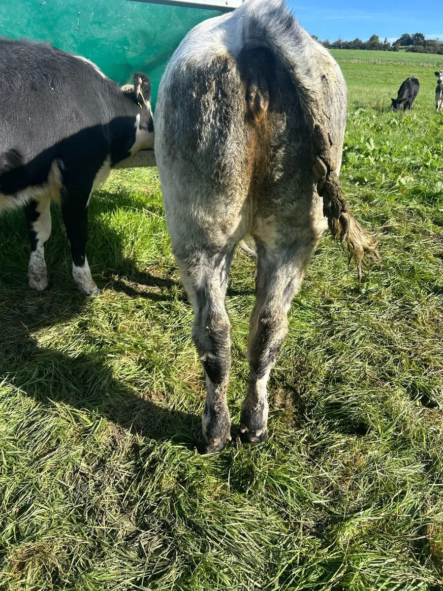 Belgium Blue Heifers - Image 2