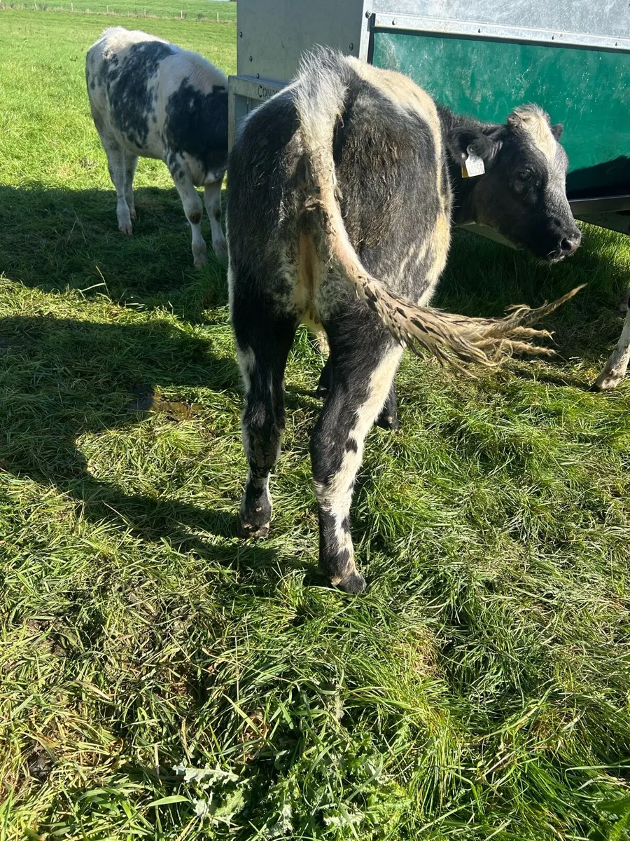 Belgium Blue Heifers - Image 3