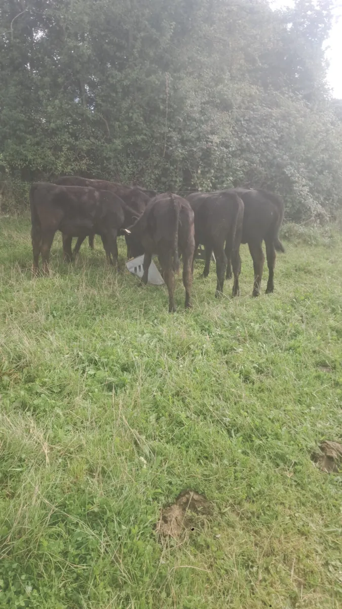 Angus heifers - Image 2