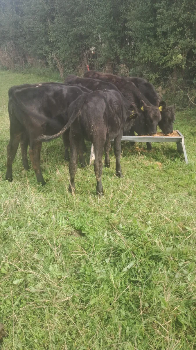 Angus heifers - Image 3