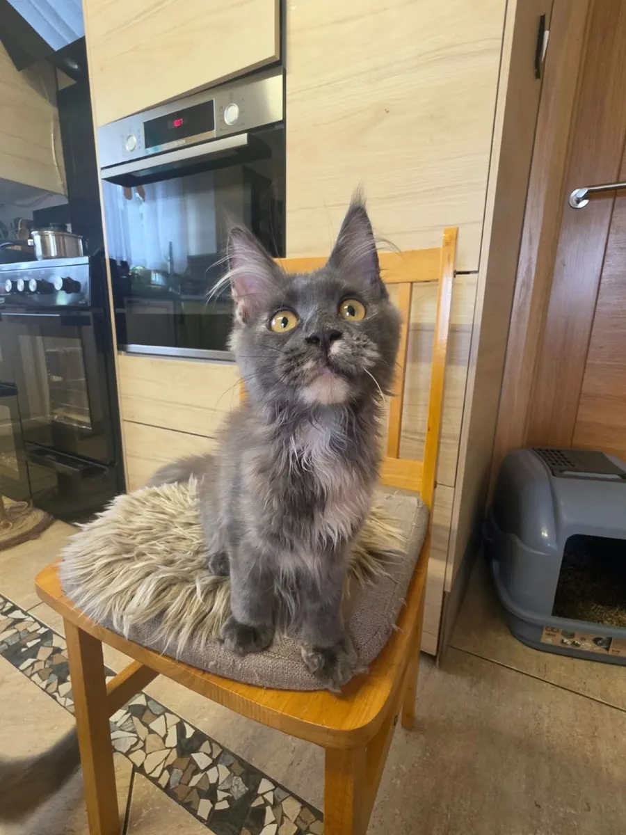 Maine Coon - Image 3