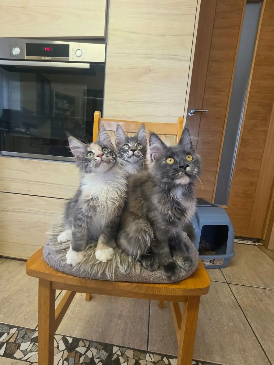 Maine Coon - Image 4