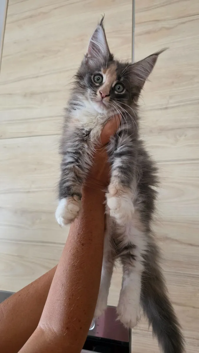 Maine Coon - Image 2
