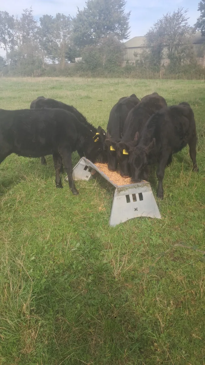 Angus heifers - Image 1