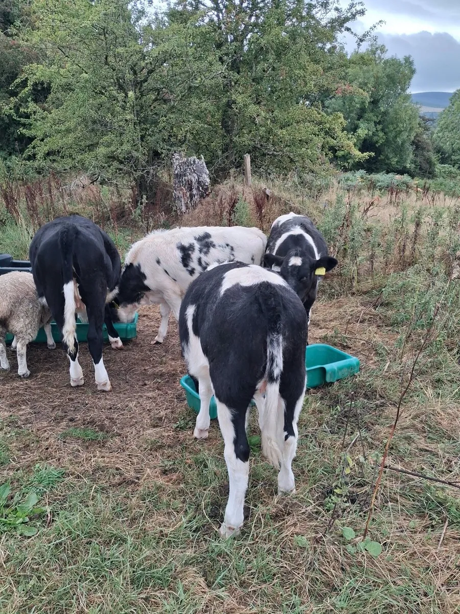 4 Heifer Calves 1 lot - Image 3
