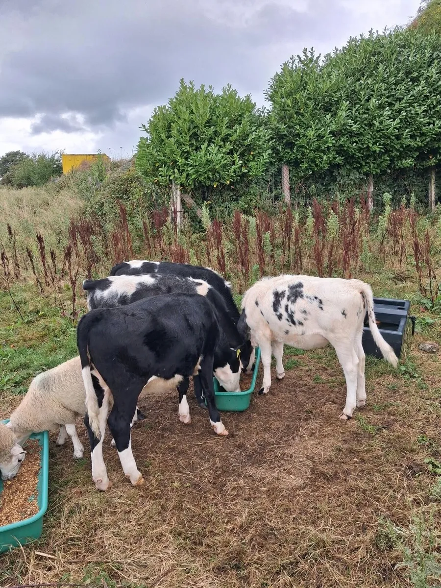 4 Heifer Calves 1 lot - Image 2