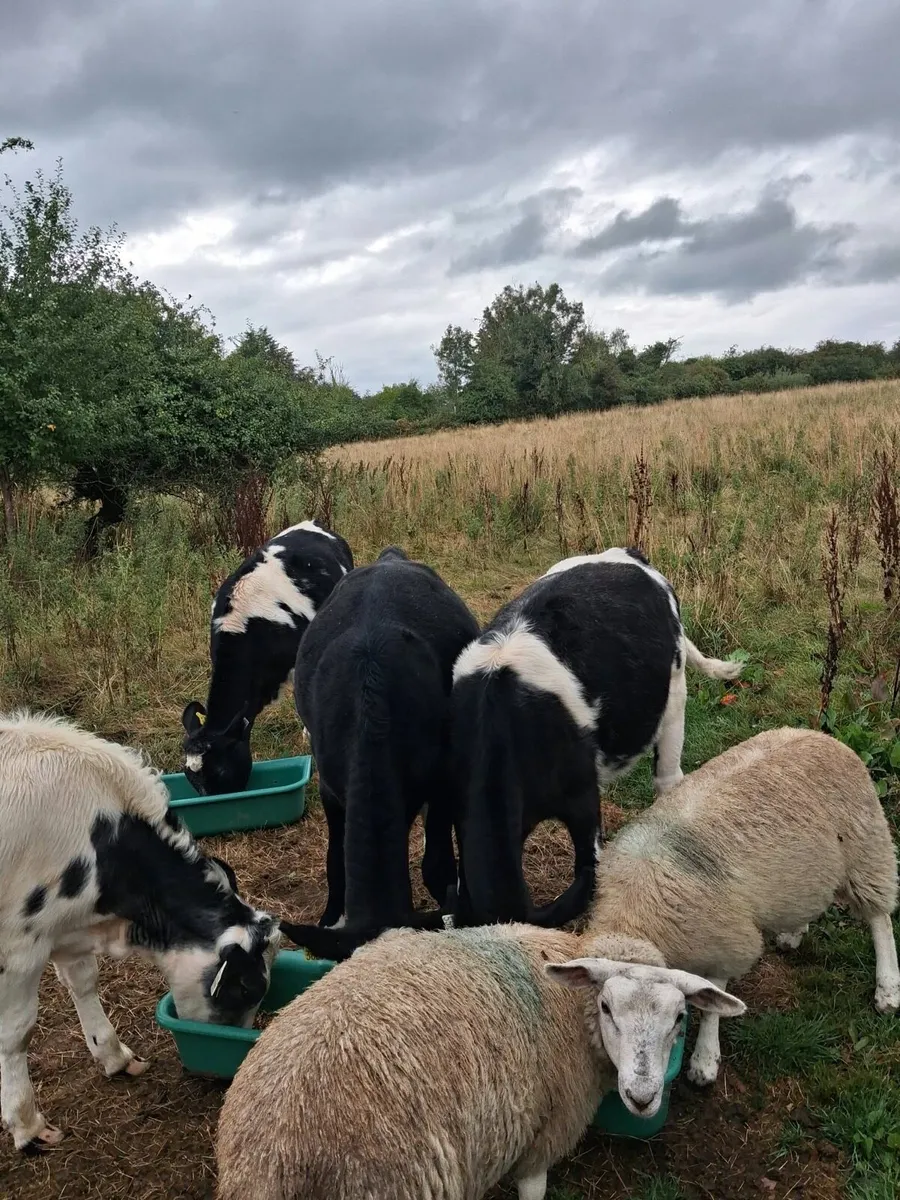 4 Heifer Calves 1 lot - Image 4