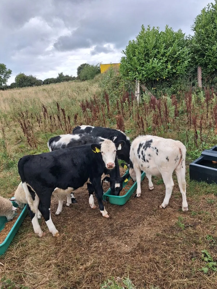 4 Heifer Calves 1 lot - Image 1