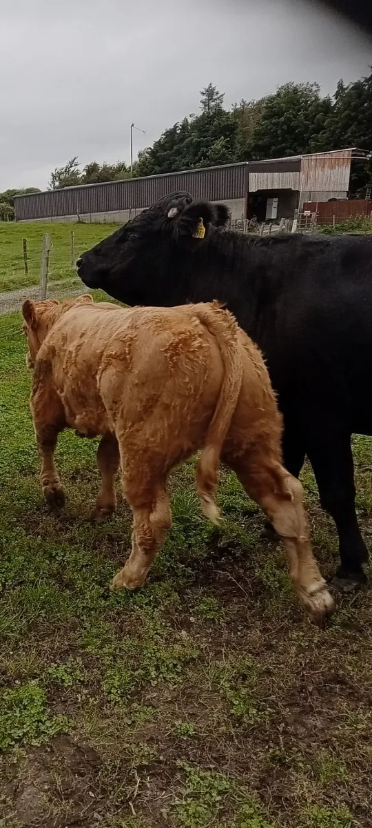 Weanlings - Image 1
