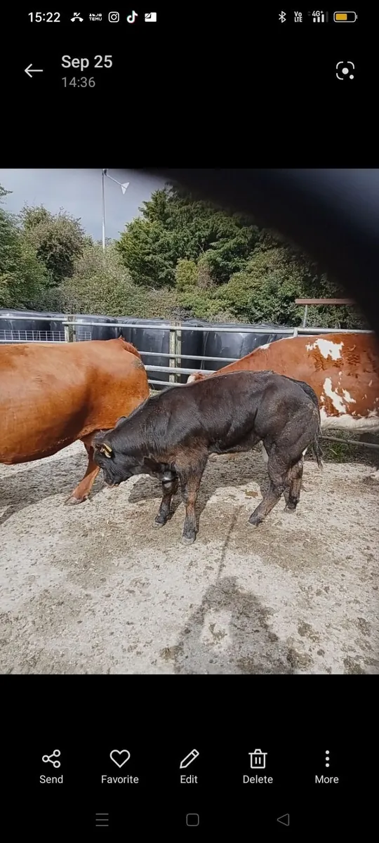 Weanlings - Image 3