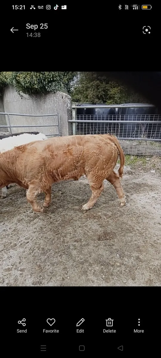 Weanlings - Image 4