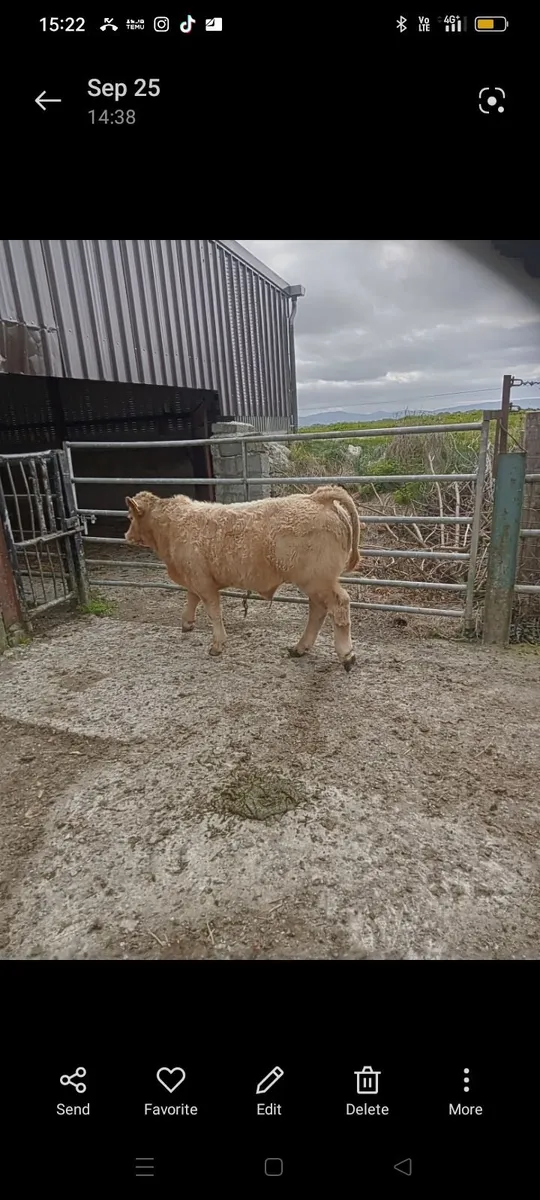 Weanlings - Image 2