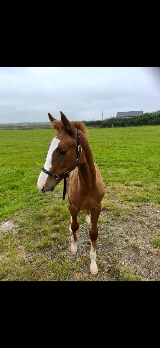 Colt foal by Sligo Candy Boy - Image 1