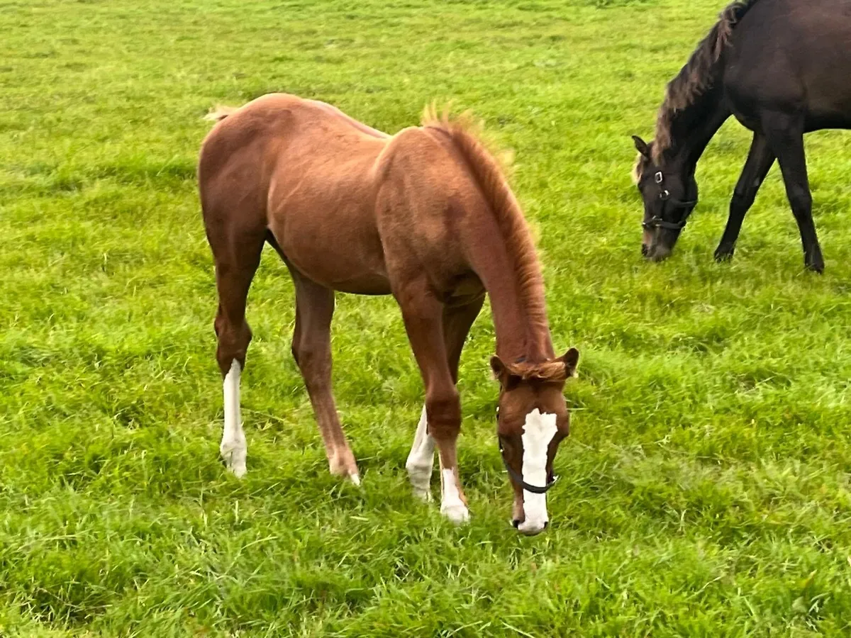 Colt foal by Sligo Candy Boy - Image 2