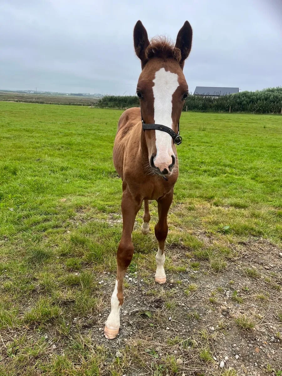 Colt foal by Sligo Candy Boy - Image 3