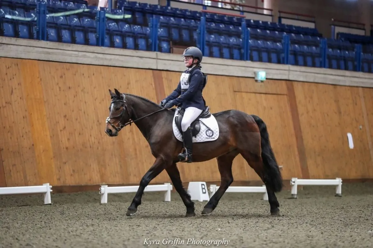 Beautiful fun Pony Club pony - Image 1