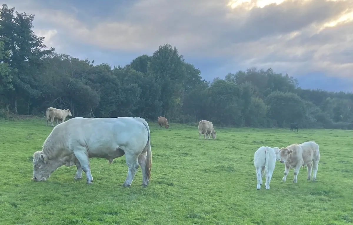 Pedigree Charolais Bull, Balla Mart Sat 3 Oct - Image 4