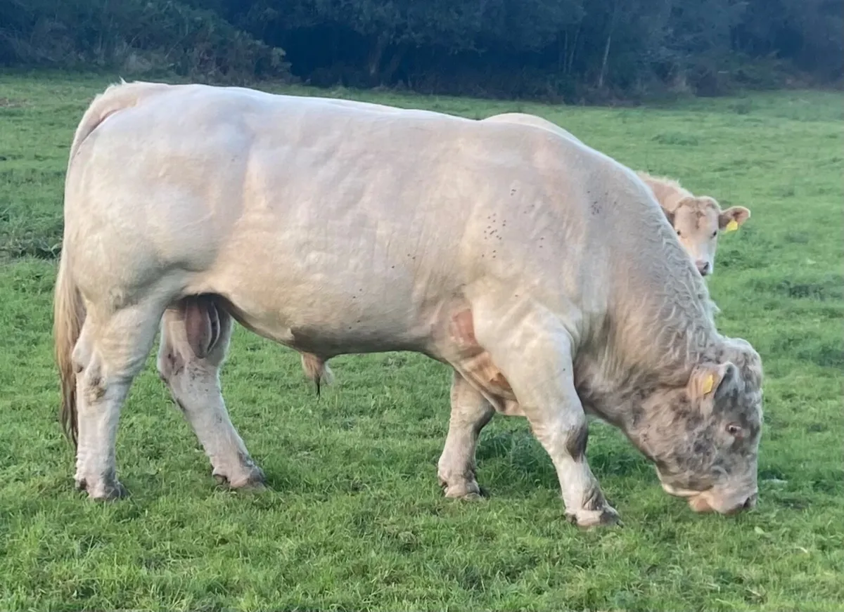 Pedigree Charolais Bull, Balla Mart Sat 3 Oct - Image 1