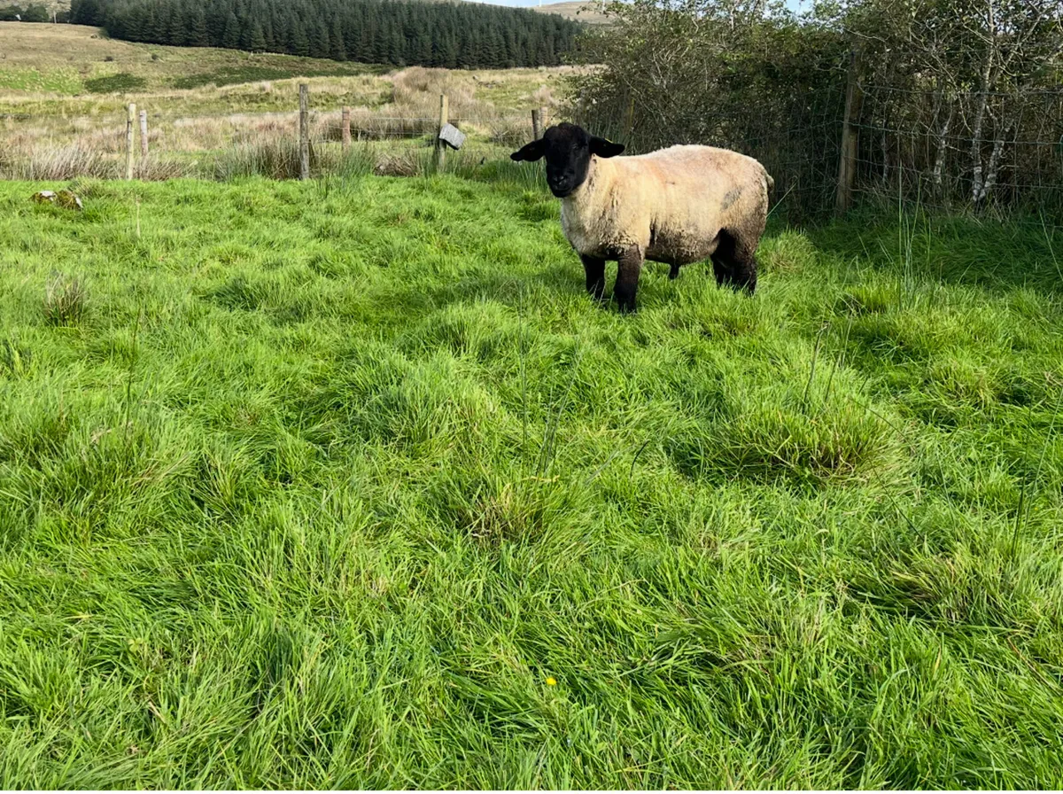 Pedigree Suffolk Hogget Ram SIS eligible - Image 2