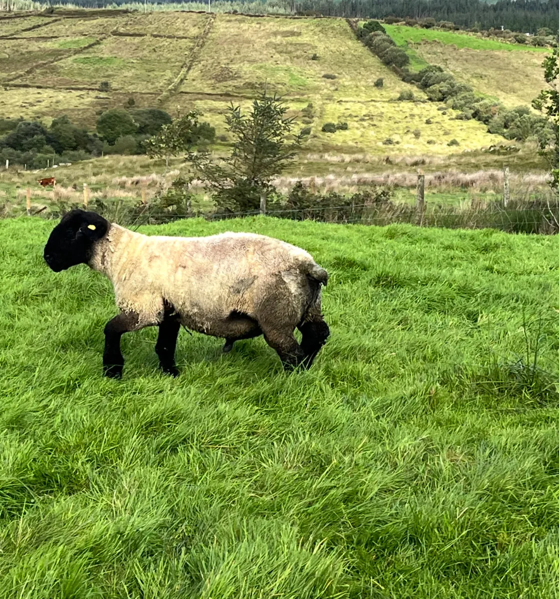 Pedigree Suffolk Hogget Ram SIS eligible - Image 3