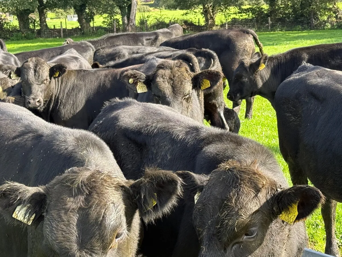 20 SUPER ANGUS BULL WEANLINGS ( 300 KGS ) - Image 1