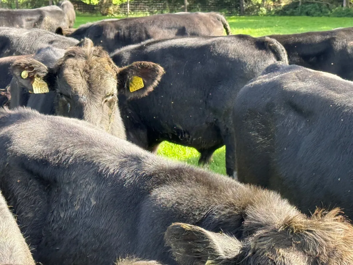 20 SUPER ANGUS BULL WEANLINGS ( 300 KGS ) - Image 2
