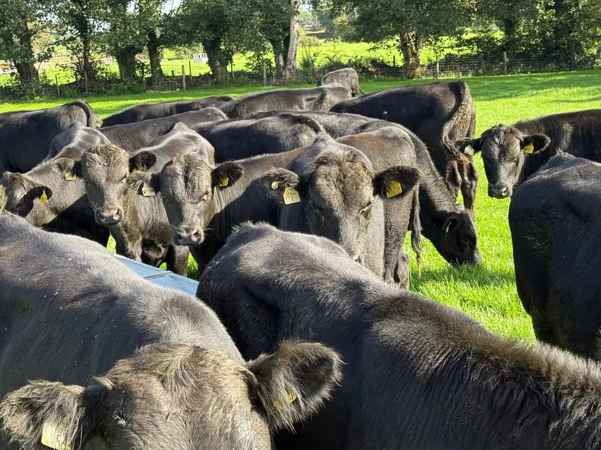 20 SUPER ANGUS BULL WEANLINGS ( 300 KGS ) - Image 4