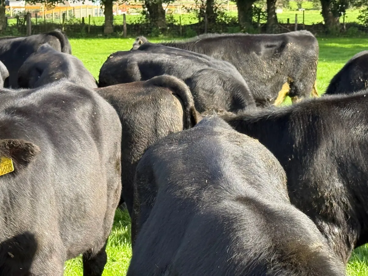 20 SUPER ANGUS BULL WEANLINGS ( 300 KGS ) - Image 3