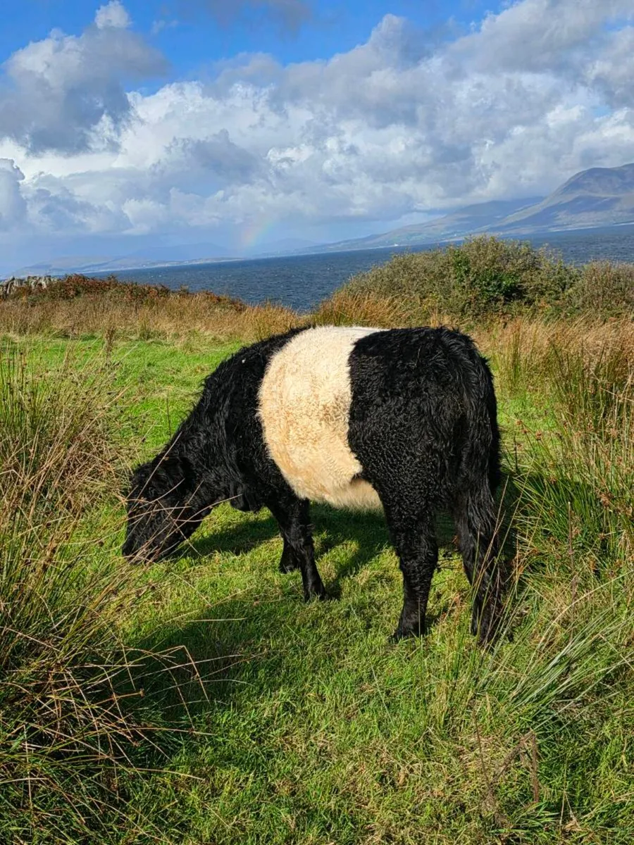 Belted galloway heifer - Image 1