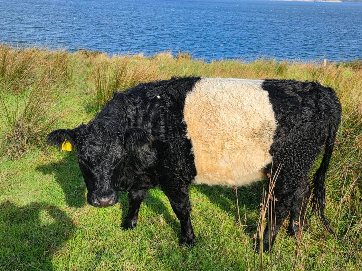 Belted galloway heifer - Image 2