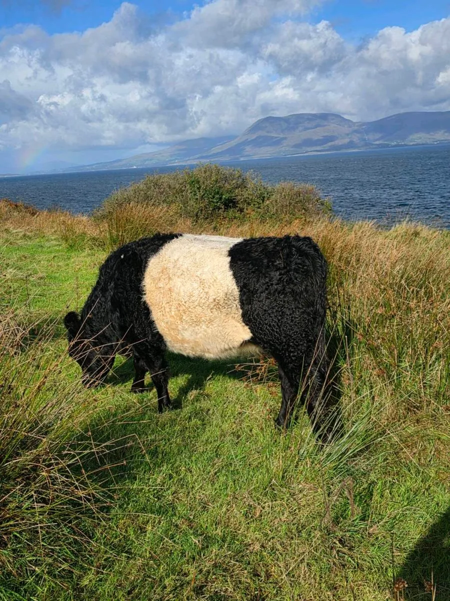 Belted galloway heifer - Image 3