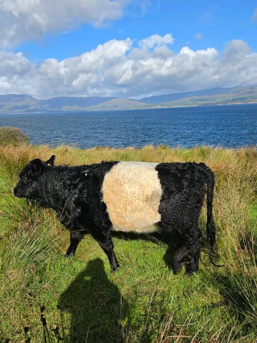 Belted galloway heifer - Image 4